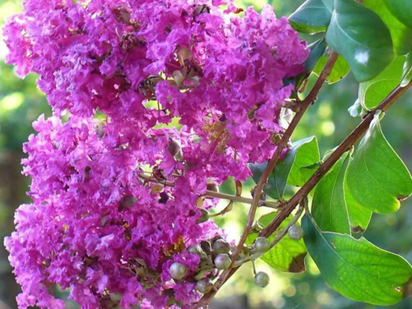 50 Crepe Myrtle/ Crape Myrtle Flower Seed - Image 4