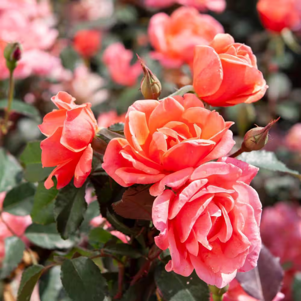 2 Gal. Coral  Rose Bush with Brick Orange to Pink Flowers - Image 10