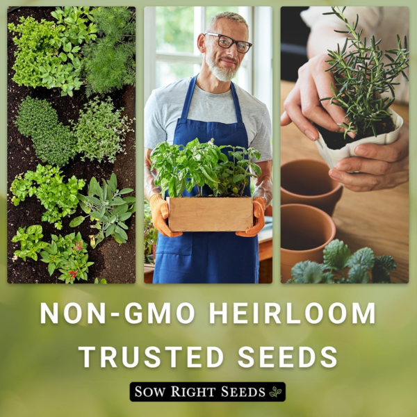 - Sage Seeds for Planting - Non-Gmo Heirloom Packet with Instructions to Plant and Grow Kitchen Herb Garden - Indoor or Outdoor - Great for Pollinators - Culinary Seasoning (1) - Image 6