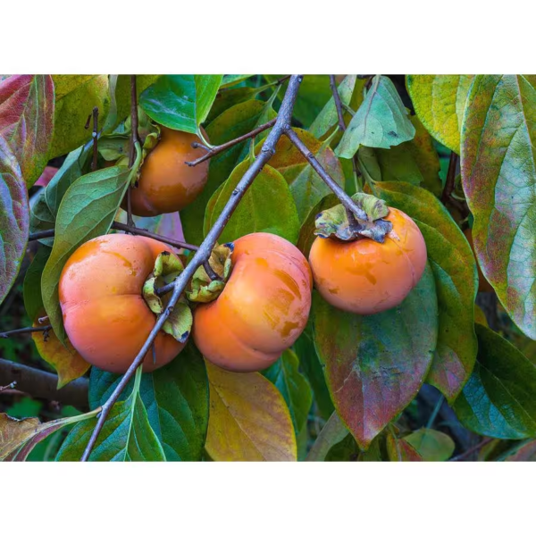 3 Ft. Fuyu Persimmon Tree with Tasting Notes of Cinnamon and Brown Sugar and No Astringency - Image 4