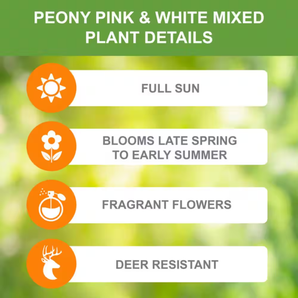 Peony Pink and White Mixed Flower Bulbs, Live Bare Roots (Bag of 3) - Image 4