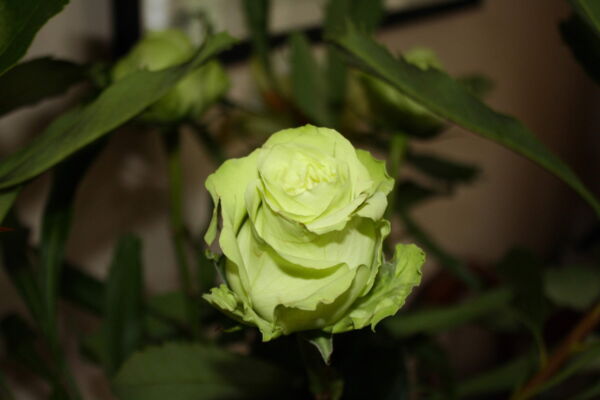 5 * SEEDS * GREEN ROSE Rosa Bush Shrub Perennial Flower Seeds - Image 9