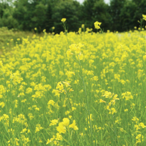Pacific Gold Mustard Seeds by Mighty Mustard - 1 Lb - Non-Gmo, Open Pollinated Farm & Garden Cover Crop Seeds