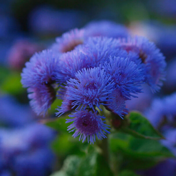 Flower Seeds - Non GMO -Variety Packs -Fresh -USA Grown Seeds - Image 119