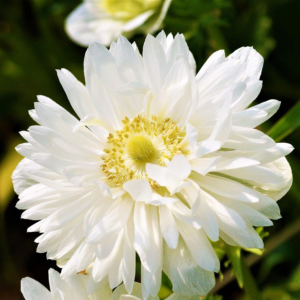 Anemone 'Mount Everest' Plant Bulbs (20 Pack) - White Double Flowering Blooms in Spring Gardens