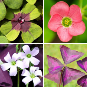 Oxalis Shamrock 'Double Luck Collection' (40 Pack) Triangularis & Iron Cross Plant Bulbs for Gardening, Professionally Grown from