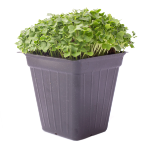 Kale Microgreens Seeds - 4 Oz ~32,000 Seeds - Non-Gmo - Seeds for Growing Micro Greens - Premium, High Germination Rate Seeds - Brassica Oleracea