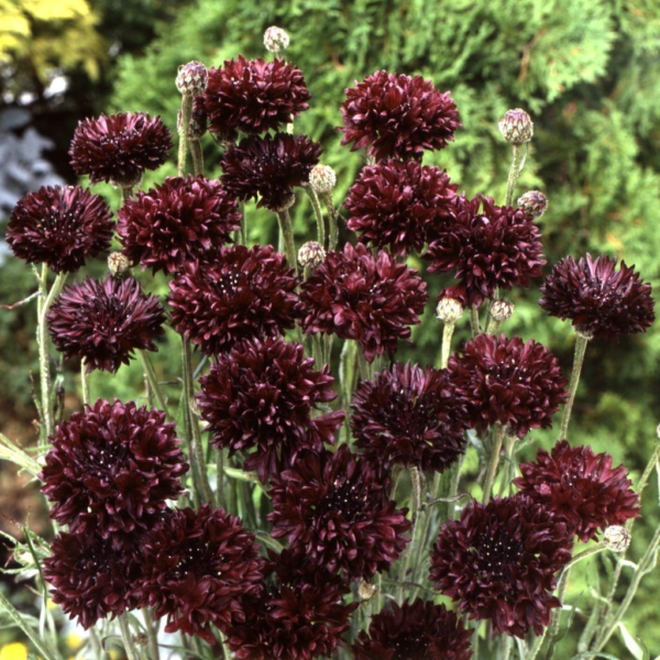 Flower Seeds - Non GMO -Variety Packs -Fresh -USA Grown Seeds - Image 95
