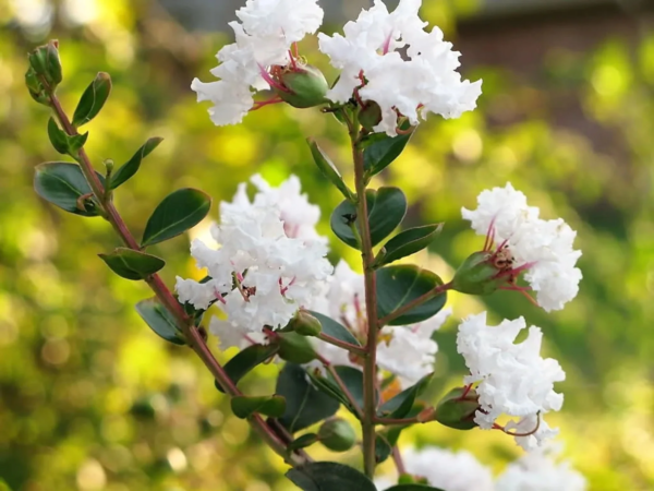 50 Crepe Myrtle/ Crape Myrtle Flower Seed - Image 10