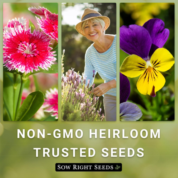 - Large Sunflower Seed Collection for Planting - 6 Varieties of Sunflowers to Attract Pollinators - Non-Gmo Heirloom Packet with Instructions to Plant & Grow - Giant Summer Blooms - Image 6