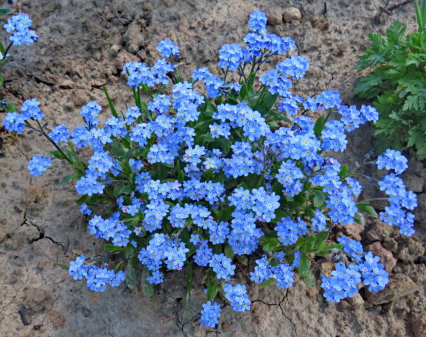 500 Blue FORGET ME NOT Myosotis Sylvatica Shade or Sun Perennial Flower Seeds - Image 9