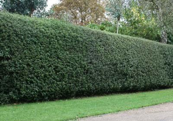 Nellie Stevens Holly Trees- Dense Evergreen Privacy Trees with Advanced Root Systems, Not Seeds or Saplings- Large, Tall Holly Trees - 2-3 Ft. - Cannot Ship to AZ - Image 5