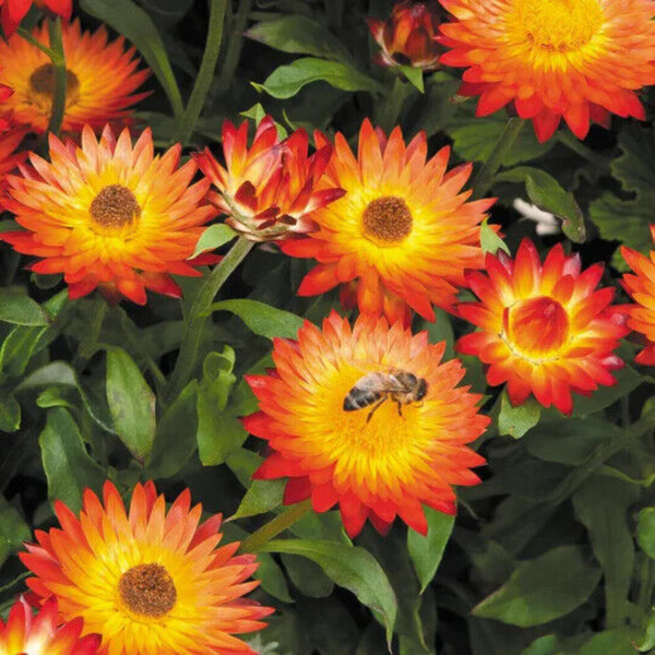 Flower Seeds - Non GMO -Variety Packs -Fresh -USA Grown Seeds - Image 84