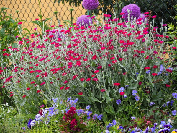 200 Organic Rose Campion Flower Seeds, Magenta Silver Catchfly - Image 7