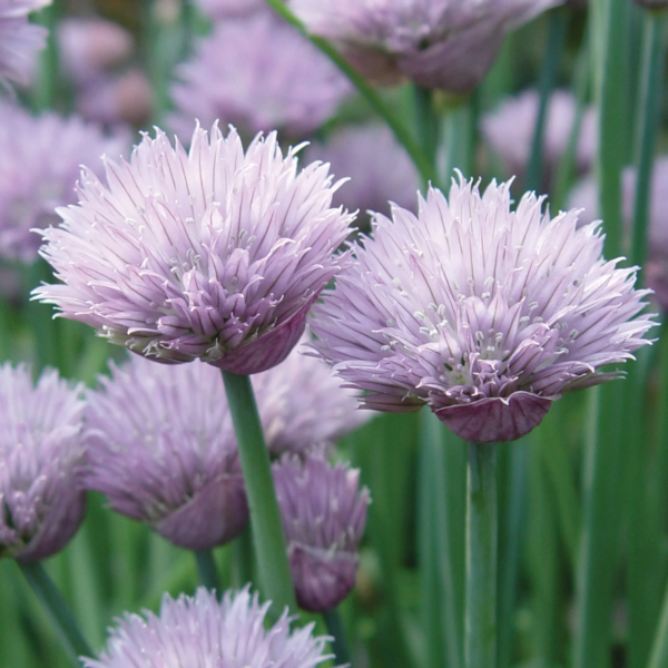 Organic Common Chives Herb Seed, 1-Pack - Image 3