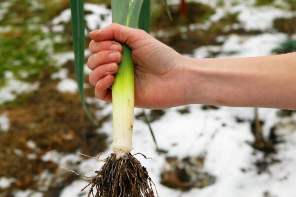800 * Seeds AMERICAN FLAG LEEK (Large Leek) Allium Porrum Vegetable Seeds - Image 5