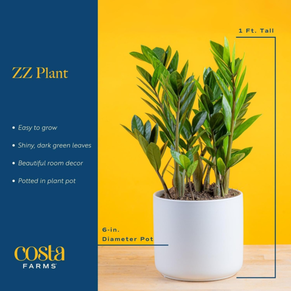 ZZ Plant, Live Indoor Houseplant in Modern Decor Planter, Natural Air Purifier in Potting Soil, Gift for Plant Lovers, Birthday Gift, Tabletop Living Room Decor, Desk Decor, 12-Inches Tall - Image 3