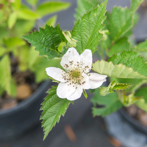 Ouachita Blackberry Bush Live Plant in 1 Gal Pot, Thornless Sweet Fruit - Image 4
