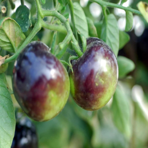 Tomato Garden Seeds - Indigo Rose - 500 Seeds - Non-Gmo, Heirloom, Vegetable Gardening Seed