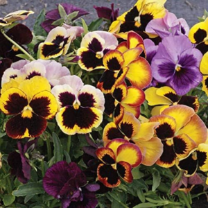'Swiss Giants Mix' Pansy Heirloom Seeds, Large Perennials, Pack of 25 Seeds