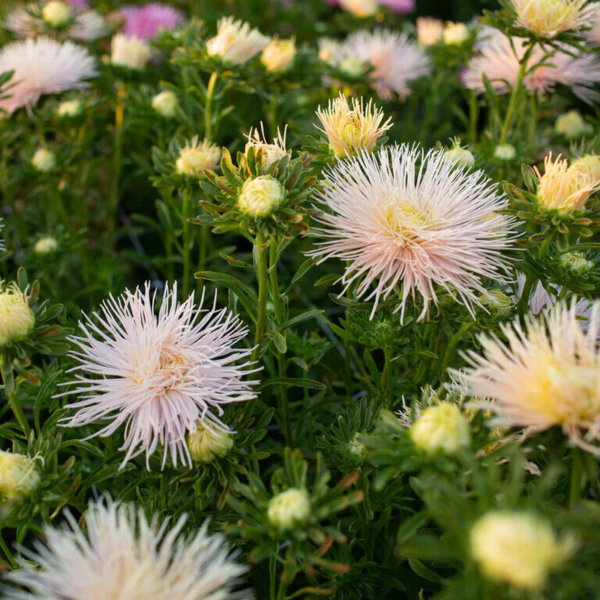 Flower Seeds - Non GMO -Variety Packs -Fresh -USA Grown Seeds - Image 91