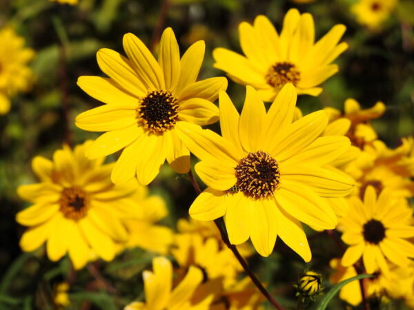 100 Swamp Sunflower Plant Seeds, Attracts Bees and Butterflies - Image 4