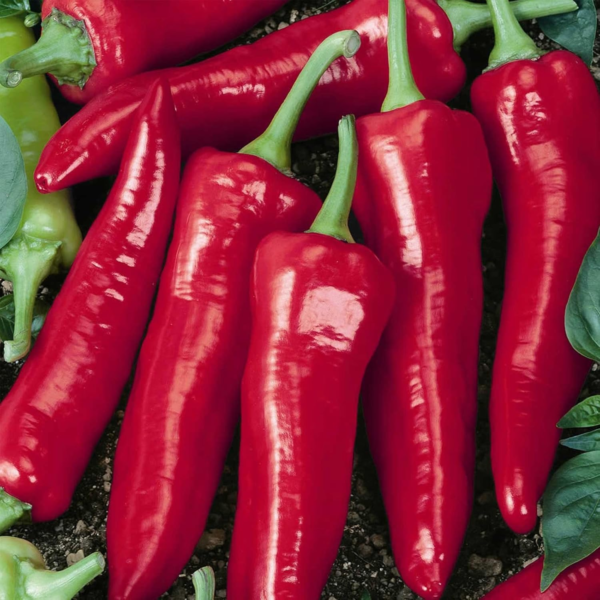Big Jim Hot Pepper Garden Seeds - 1 Gram Packet - Non-Gmo, Heirloom Vegetable Gardening Seeds - Image 2
