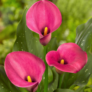 Calla Lily 'Garnet Glow' Plant Bulbs (3 Pack) - Bright Pink Flowering Blooms in Summer Gardens