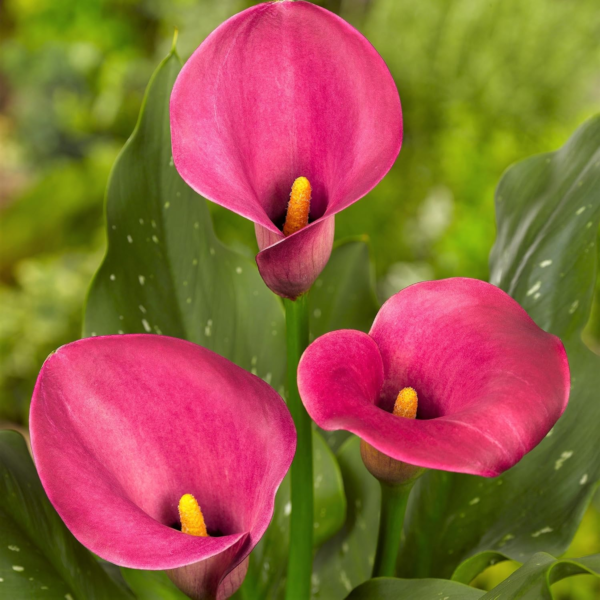Calla Lily 'Garnet Glow' Plant Bulbs (3 Pack) - Bright Pink Flowering Blooms in Summer Gardens