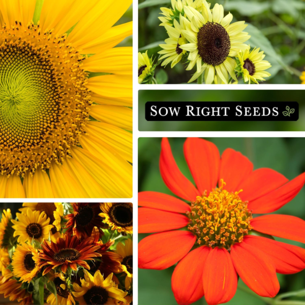 - Large Sunflower Seed Collection for Planting - 6 Varieties of Sunflowers to Attract Pollinators - Non-Gmo Heirloom Packet with Instructions to Plant & Grow - Giant Summer Blooms - Image 3