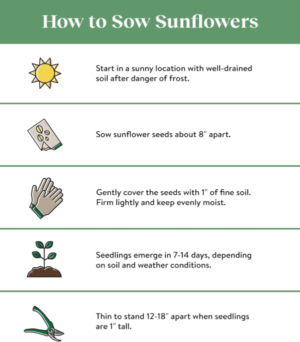 Mammoth Russian Sunflower Seeds 200 Seeds - Image 3