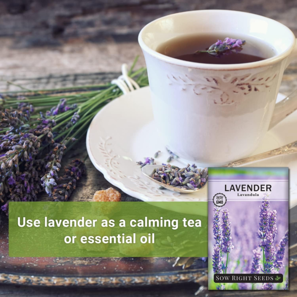 - English Lavender Seeds for Planting - Non-Gmo Heirloom Packet with Instructions to Grow Beautiful Indoor or Outdoor Herb Garden - Attract Pollinators - Perennial Purple Blooms (1) - Image 5