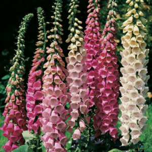2000 SEEDS - Foxglove Excelsior Mix SHADE/ SUN Groco USA*- BUY ANY 15-SHIPS FREE