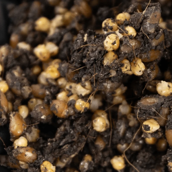'Shroomtek' + Spore Boostr All-In-One Mushroom Grow Bag - Image 8