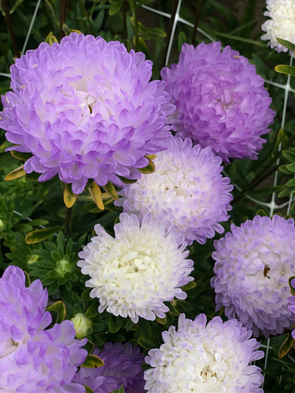 Flower Seeds - Non GMO -Variety Packs -Fresh -USA Grown Seeds - Image 37