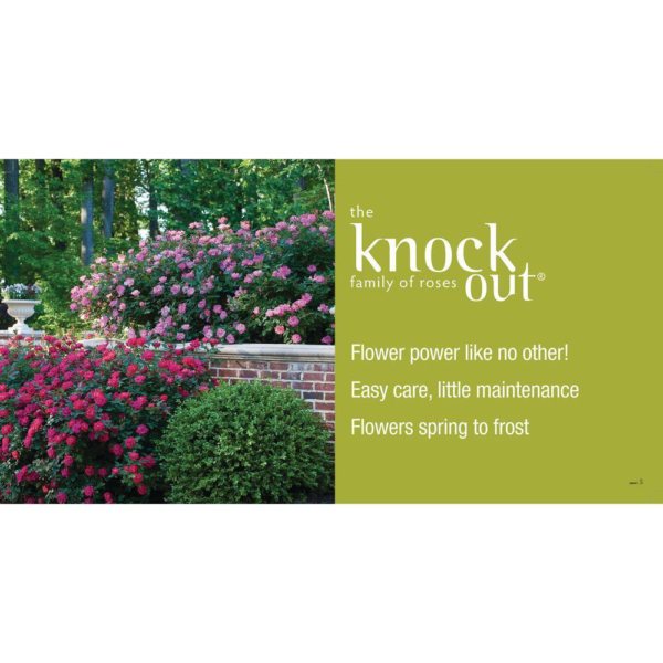 3 Gal. Pink Double  Live Rose Bush with Pink Flowers - Image 8