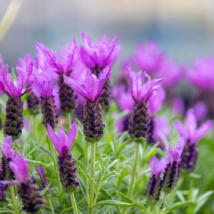 Seedville 100 French Lavender Plant Seed, Drought Tolerant