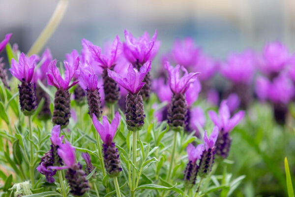 Seedville 100 French Lavender Plant Seed, Drought Tolerant