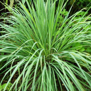 100 Seeds LEMONGRASS East Indian Lemon Grass Fragrant Edible Cymbopogon Seeds