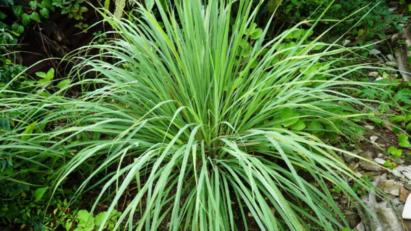 100 Seeds LEMONGRASS East Indian Lemon Grass Fragrant Edible Cymbopogon Seeds