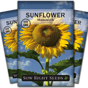 - Mammoth Sunflower Seeds to Plant - Grow Giant Sunflowers in Your Garden - Non-Gmo Heirloom Seeds for Planting an Outdoor Garden - Bright Yellow Blooms - Attract Bees and Birds (3)