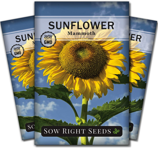- Mammoth Sunflower Seeds to Plant - Grow Giant Sunflowers in Your Garden - Non-Gmo Heirloom Seeds for Planting an Outdoor Garden - Bright Yellow Blooms - Attract Bees and Birds (3)