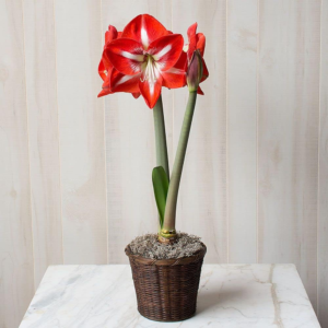 Large Dutch Bicolor Amaryllis Bulb Potted in Brown Woven Basket (H101)