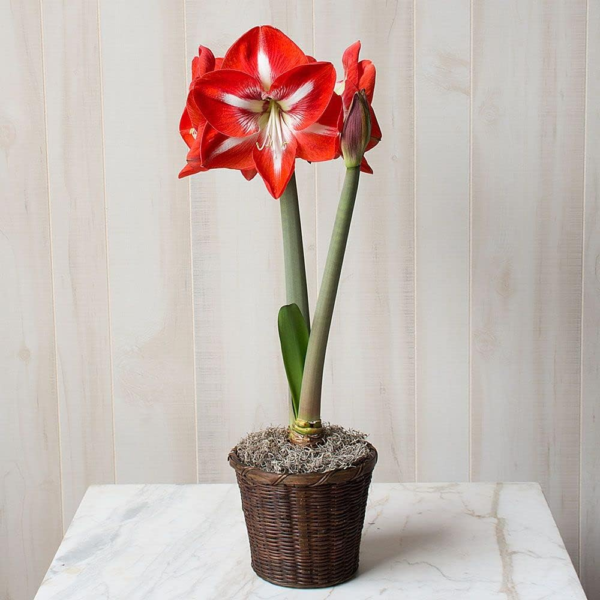 Large Dutch Bicolor Amaryllis Bulb Potted in Brown Woven Basket (H101)