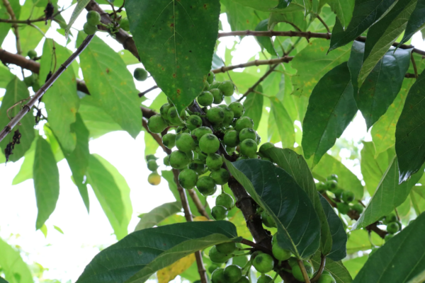 Tropical Fig Tree Seeds - Cluster Fig -20 Seeds - Bonsai or Standard- Rugged Bark Cluster Fig-See Listing Below- Ficus Racemosa - Image 3