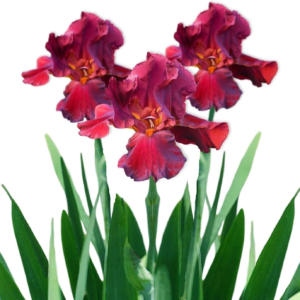 Bearded Iris Califlora 'Bernice'S Legacy' Plant Bulbs Rhizomes (3 Pack) - Red Flowering Blooms in Spring to Fall Gardens