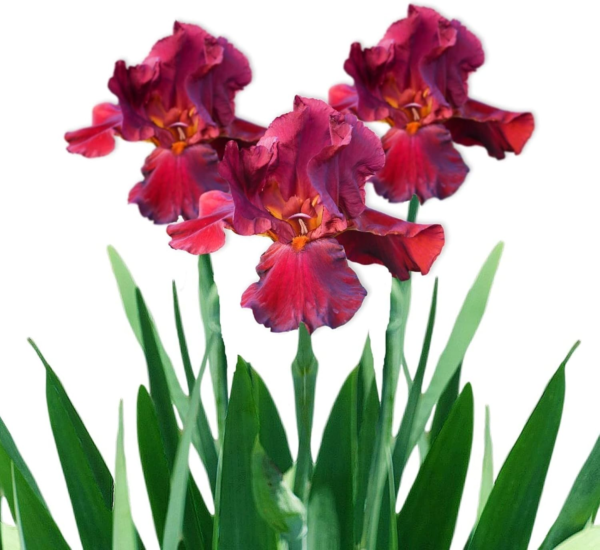 Bearded Iris Califlora 'Bernice'S Legacy' Plant Bulbs Rhizomes (3 Pack) - Red Flowering Blooms in Spring to Fall Gardens