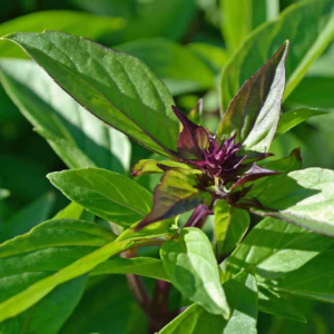 - Thai Basil - 500+ Count - USA Asian Herb Bouquet Vietnamese Pho Tropical Genovese