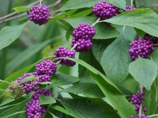 Seedville 40 Callicarpa Americana 'American Beautyberry' Plant Seeds - Image 3