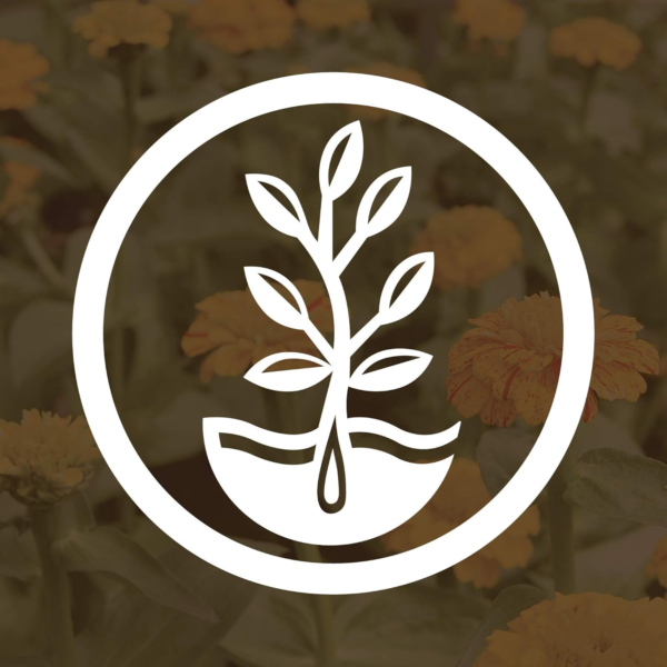 Organic Crimson Clover Seeds - 1 Oz - Cover Crop, Sprouting, Microgreens, Non-Gmo, Open Pollinated, Perennial, Heirloom - Image 7
